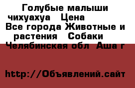 Голубые малыши чихуахуа › Цена ­ 25 000 - Все города Животные и растения » Собаки   . Челябинская обл.,Аша г.